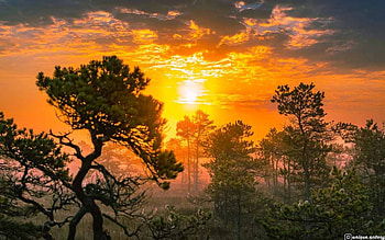 Sunset over Moor, trees, Latvia, moor, sunset HD wallpaper