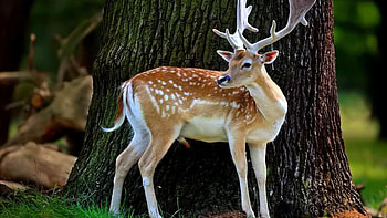 Brown Deer With Antlers Is Standing In Tree Trunk Background Deer HD wallpaper