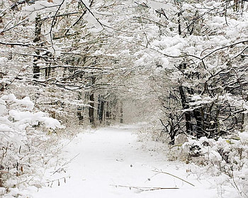 Winter Pathway, winter, white, wood, path, snow, trees, forest HD wallpaper
