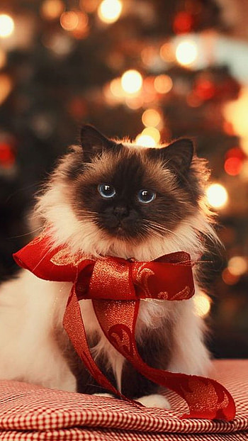 Cute Christmas, Cat HD phone wallpaper