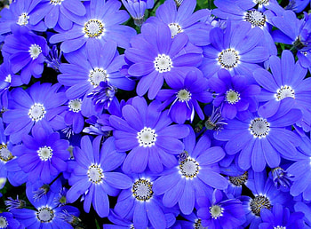 Flowers, Bright, Petals, Colorful, Cineraria HD wallpaper