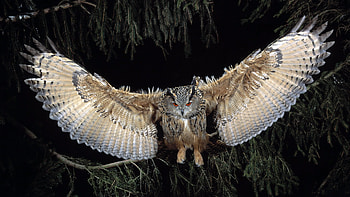 Great Horned Owl, owl, birds HD wallpaper