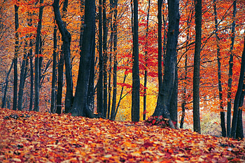 Fall forest, forest, fall, leaves, autumn, trees, nature HD wallpaper
