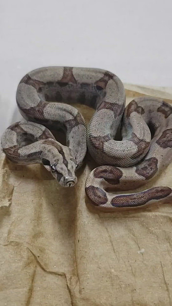 Boa Constrictor, Hugs & Hisses, Cute Snake, Pet Reptiles HD phone wallpaper
