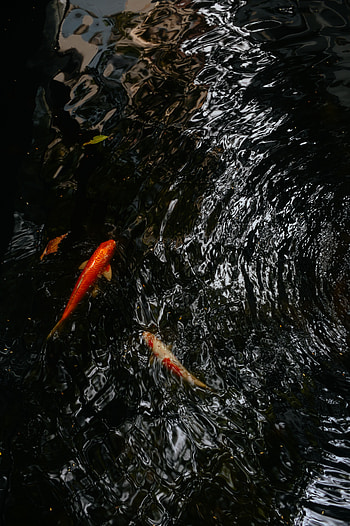 Animals, Water, Ripples, Ripple, Fish, Koi, Carp HD phone wallpaper