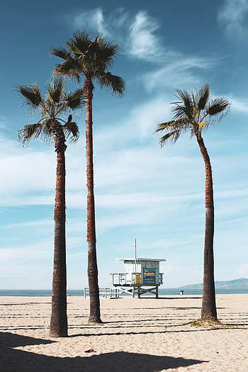 Nature, Beach, Palms, Building, Tropics HD phone wallpaper