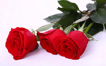 Flowers, Roses, Three HD wallpaper