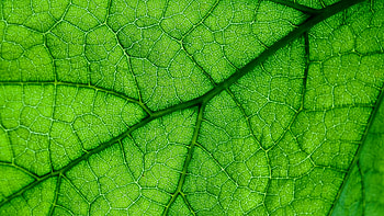 Veins close up, Green leaf HD wallpaper