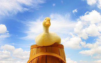 Duck, landscape, sunshine, sky HD wallpaper