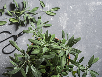 Potted, Sage (Herb) HD wallpaper
