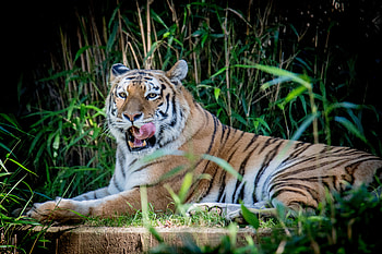 Animals, Grass, Predator, Big Cat, Tiger, Animal HD wallpaper