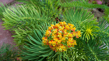 Flowers, Needle, Flower, Branch, Needles HD wallpaper