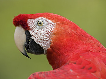 Animals, Birds, Parrots HD wallpaper