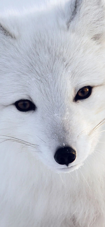 Arctic Fox, Android HD phone wallpaper