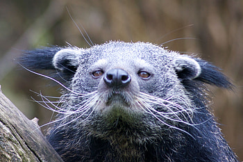 Binturong HD wallpaper