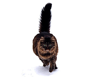 Maine coon cat in the snow, animal, kitten, snow, cute, cat, feline, breed, maine coon HD wallpaper