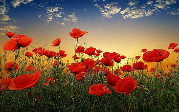 Beautiful poppy , Captivating flower art, Blossoming floral elegance, Nature's stunning allure HD wallpaper