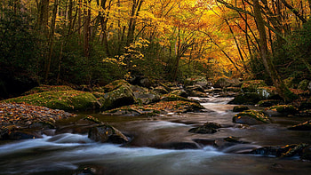 A fall evening in Great Smoky Mountains National Park, usa, creek, leaves, Tennessee, autumn, trees, colors, stones HD wallpaper