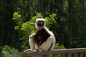 Animals, 2014, Lemur, Zoboomafoo, Zoboo HD wallpaper