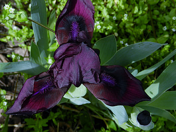 Black Cherry Iris, graphy, Iris, Nature, Black Cherry, Flower, Sunshine, Garden HD wallpaper