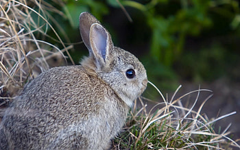 Animals, Grass, Fright, Hare, Little Hare, Leveret HD wallpaper