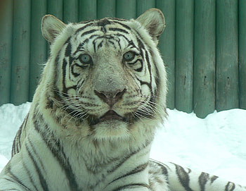 white tiger, tiger, animals HD wallpaper