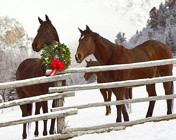 Christmas, horses, snow, wreath, fence HD wallpaper
