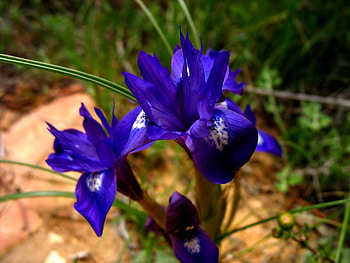 Flower in Dana, Jordon, purple, dana, jordon, flower HD wallpaper