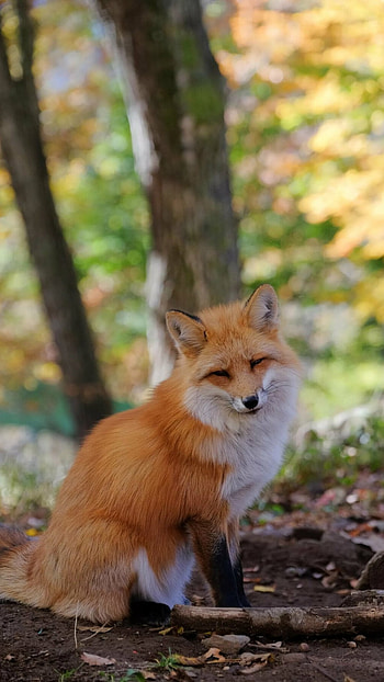 Fox, Brown, White HD phone wallpaper