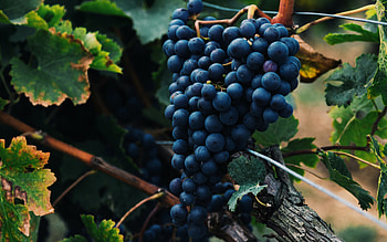 grape grone, vineyard, fruit, grape harvest, red grapes, large grapes HD wallpaper