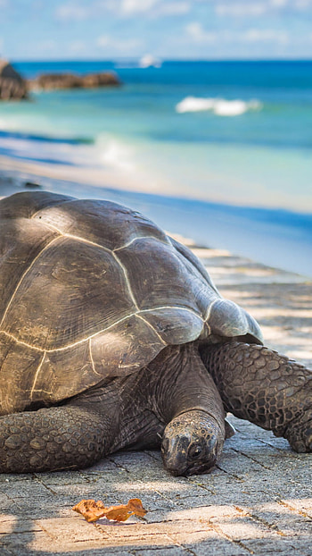 Majestic giants, Stunning , Reptilian beauty, Nature's masterpieces HD phone wallpaper