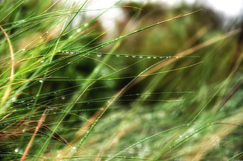 Grass, Rain, Summer, Drops, Macro, Dew HD wallpaper