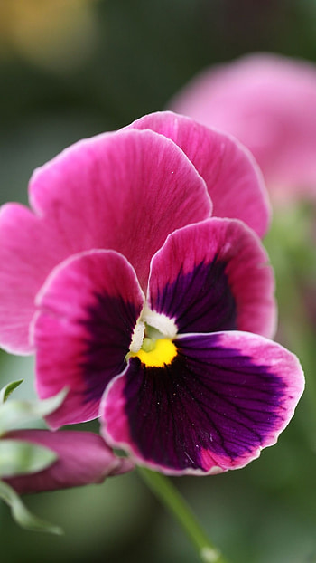 Pansy, Pink Adorable Flower HD phone wallpaper