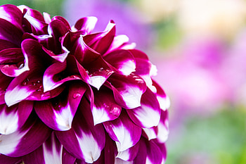 Flowers, Flower, Petals, Bloom, Flowering, Dahlia HD wallpaper