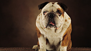 Animals, Dogs HD wallpaper