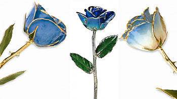 Blue Roses, ART, BEAUTY, ROSES, ABSTRACT HD wallpaper