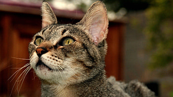 Animals, Cat, Muzzle, Sadness, Sight, Opinion, Sorrow HD wallpaper