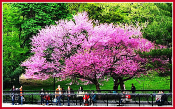 Pink trees from New York, bench, city, popular, colors, sesons, park, pink, green, trees, new york, nature HD wallpaper