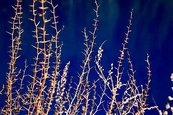 Wild Stem, blue, wild, weed, course HD wallpaper