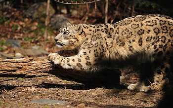 Animals, Snow Leopard, Wood, Tree, Bark, Mindfulness, Attentiveness, Paw HD wallpaper