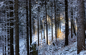 Nature, Trees, Glare, Rays, Beams, Winter Forest HD wallpaper