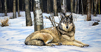 Lone Wolf, winter, markings, grasses, resting, woods, cold, beautiful, colour, wild, alert, snow, , trees, watching, forest HD wallpaper