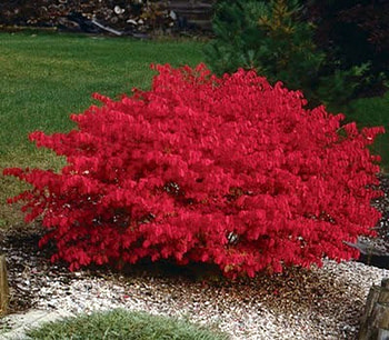 Burning Bush, Bush, Nature, Burning, Other HD wallpaper