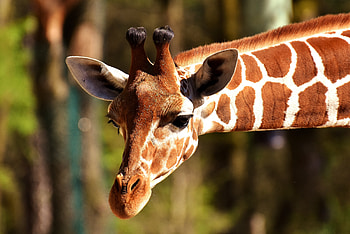 Animals, Muzzle, Spotted, Spotty, Giraffe HD wallpaper