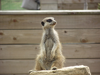 Animals, Rock, Sit, Stone, Meerkat, Surikat HD wallpaper
