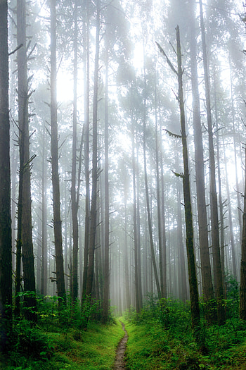 Nature, Trees, Grass, Forest, Fog, Path HD phone wallpaper