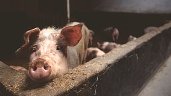 Close-up of a curious pig in a barn, highlighting farm life. HD wallpaper
