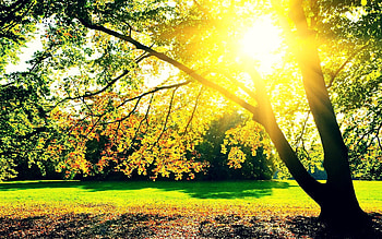 Sunshine Autumn Trees, sunshine, green, trees, autumn, nature, grass, sun HD wallpaper