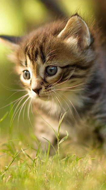 Cute Baby Cat, Garden Background HD phone wallpaper