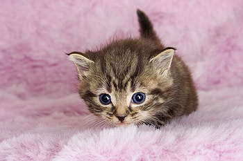Cute Kitten, kitten, cute, beautiful HD wallpaper